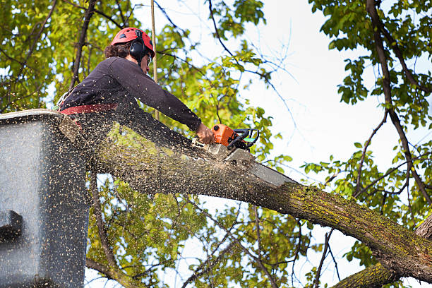 Best Utility Line Clearance  in Soda Springs, ID